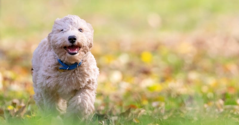 Bichon Frisé: Der fröhliche Familienhund im Porträt