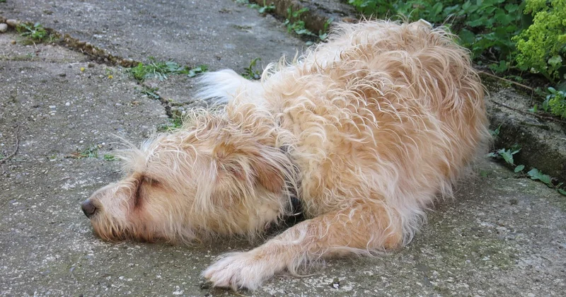 Was im Hundekopf passiert, wenn er bellt