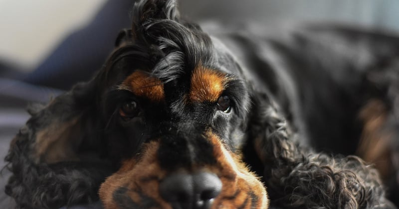 Hund will nicht Gassi gehen: 7 Gründe und was wirklich hilft