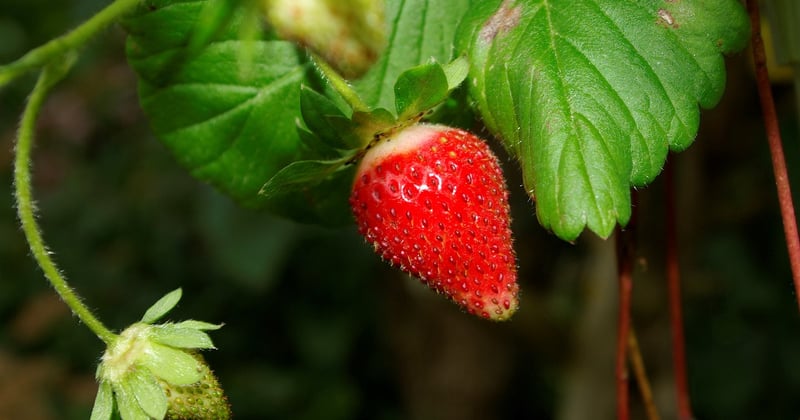 Mangostan: Die Königin der Früchte und ihre Wirkung