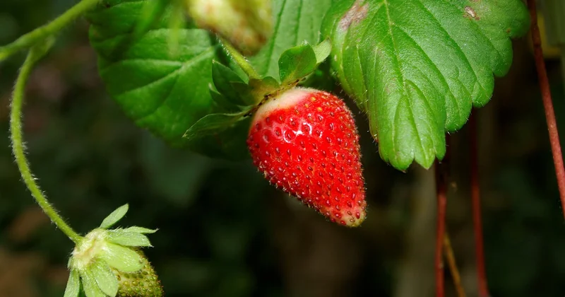 Mangostan Geschmack: wie schmeckt sie wirklich?