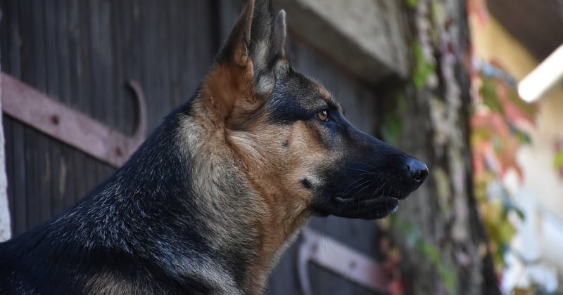Warum bellt mein Hund im Schlaf? Ursachen und was du tun kannst